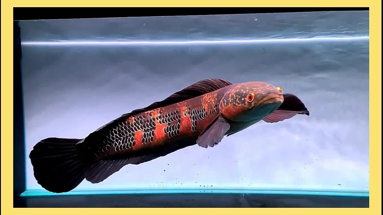 Channa Red Maruliodes Sanggu 01