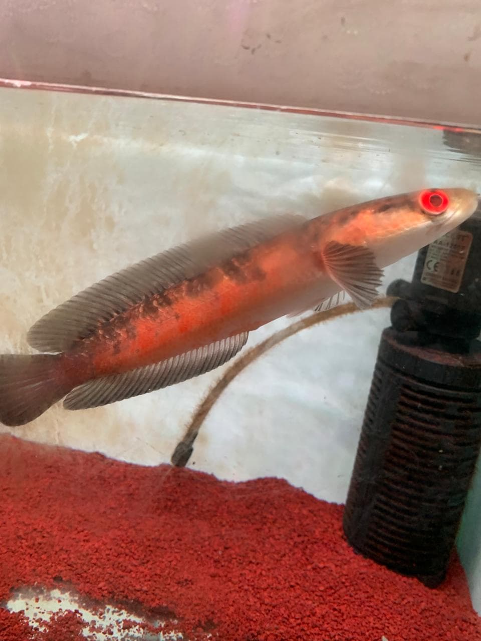 Channa Red Maruliodes Sanggu 02