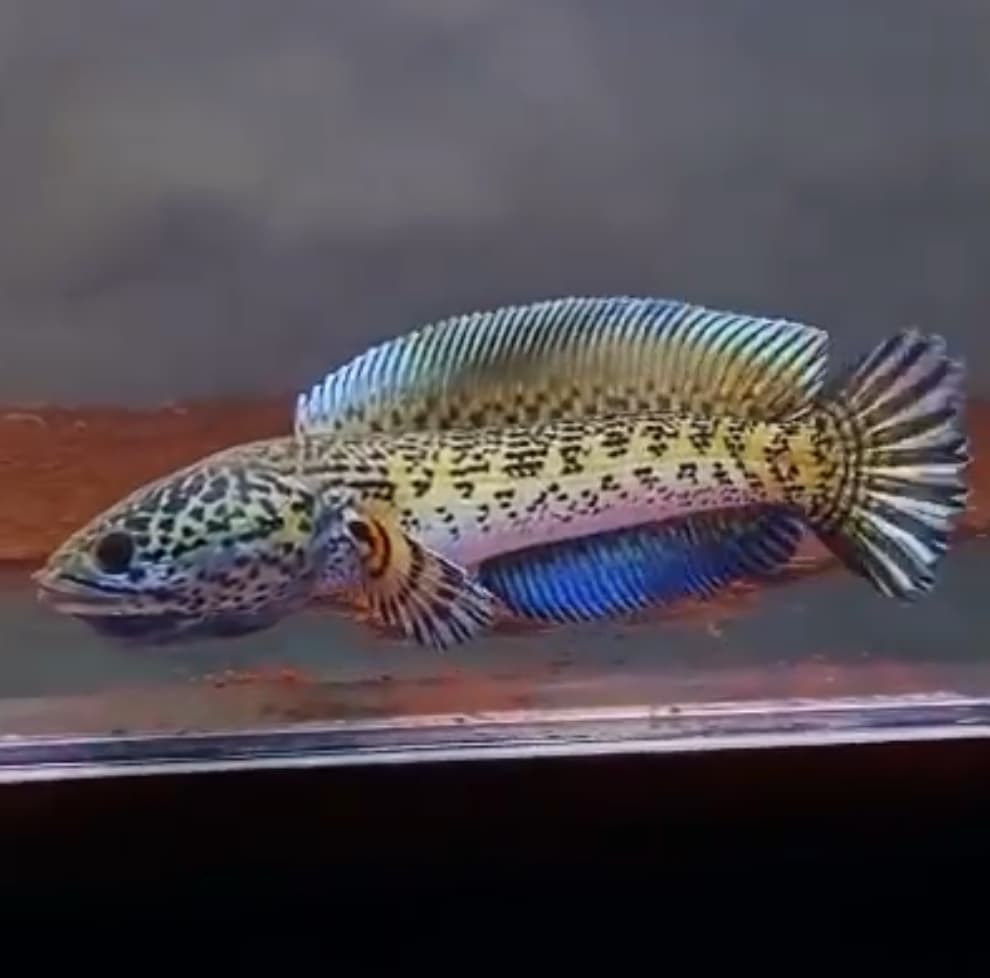 Channa auranti super high fin