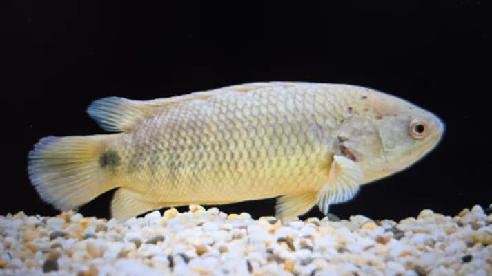 Climbing perch 8-12cm