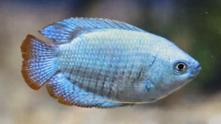Cobalt Blue Gourami 4cm