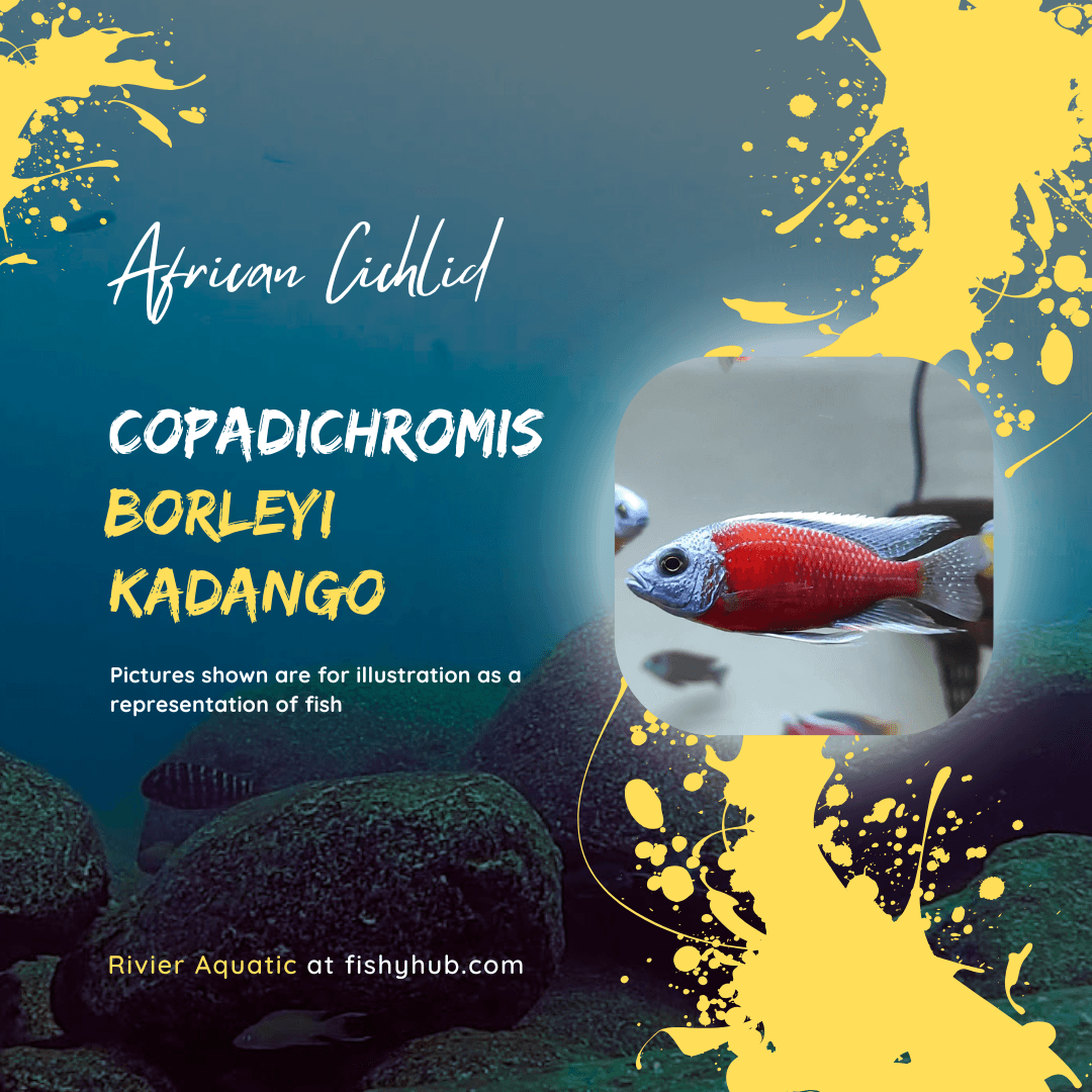 Red Fin Kadango (Copadichromis Borleyi)