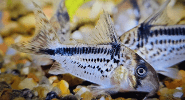 Corydoras Loxozonus 3cm
