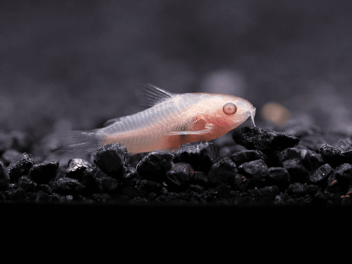 Corydoras Pygmaeus 'Albino'