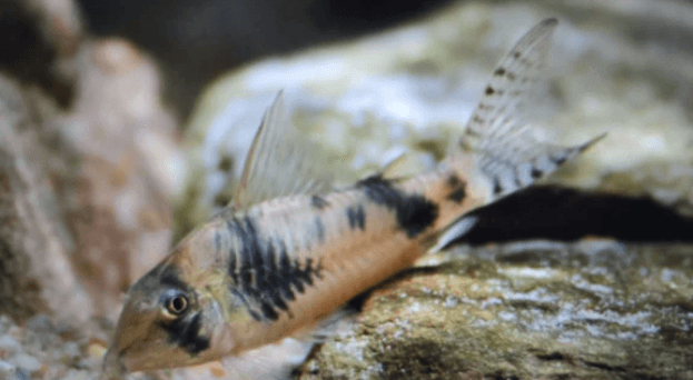 Corydoras Reynoldsi 3-4cm