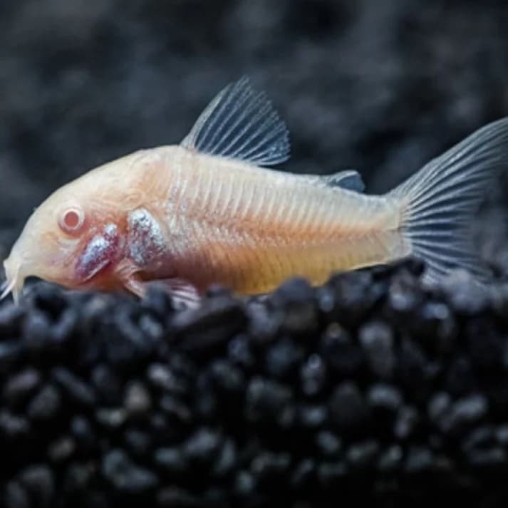 Corydoras albino 3cm