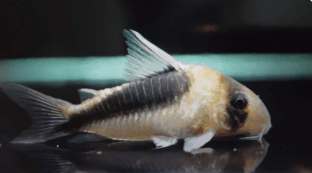 Corydoras cw106