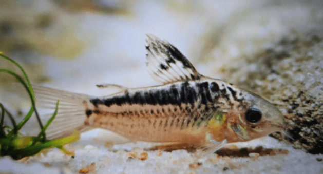 Corydoras elegans 3cm