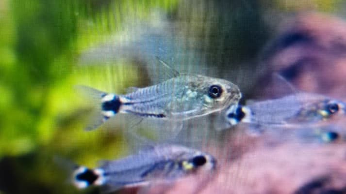 Corydoras hastatus 1cm