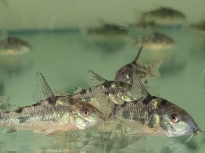 Corydoras peppered 3cm