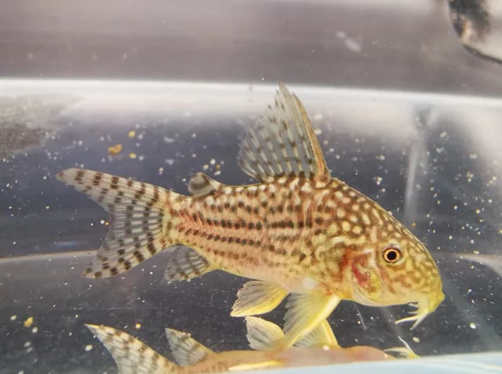 Corydoras sterbai 3-3.5cm