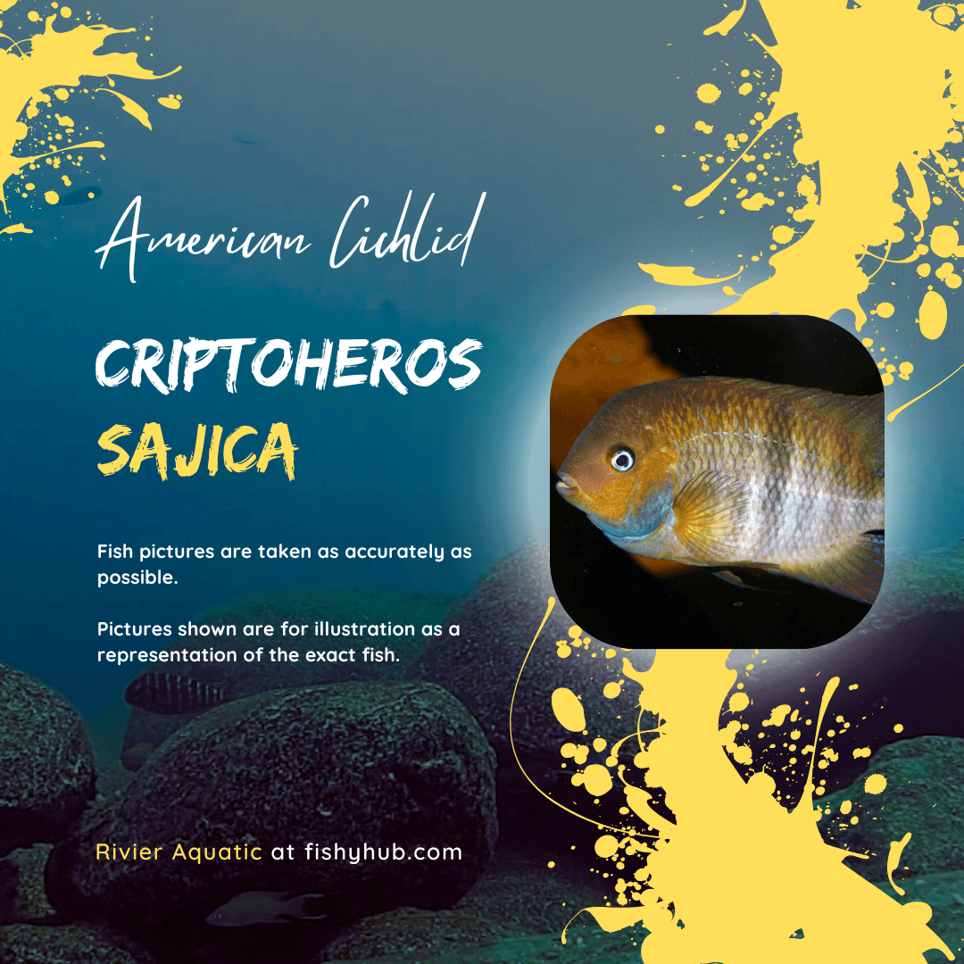 T-bar Cichlid (Criptoheros Sajica)