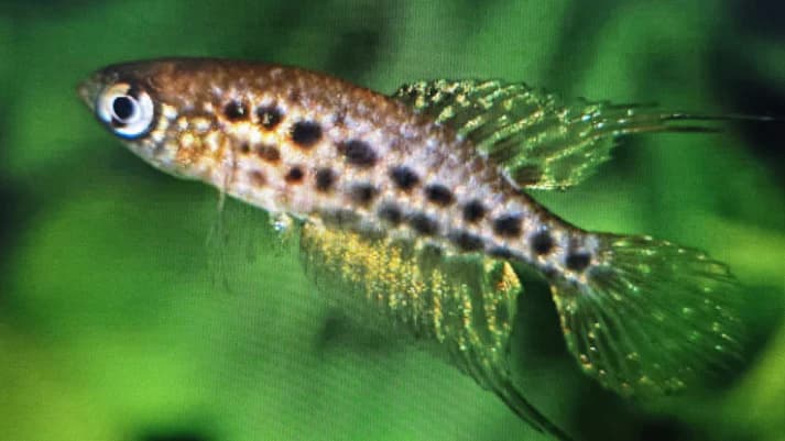 Cynolebias constancea 3-4cm