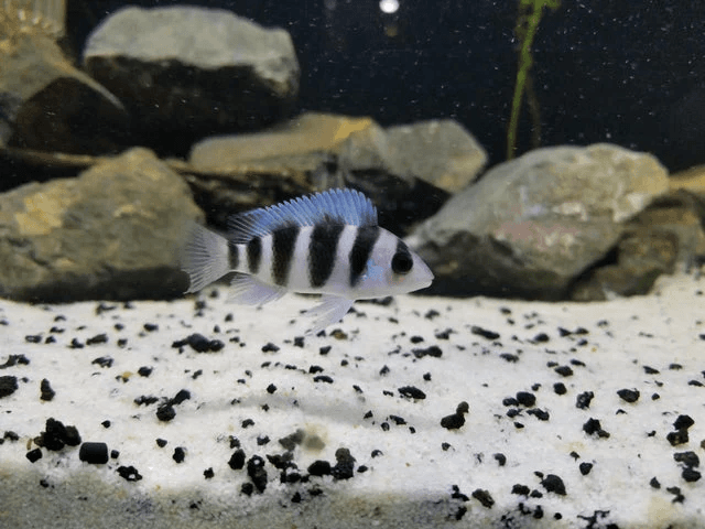 Cyphotilapia Frontosa