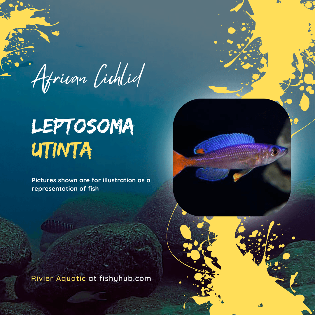 Red Tail Sardine Cichlid (Cyprichromis Leptosoma Utinta)