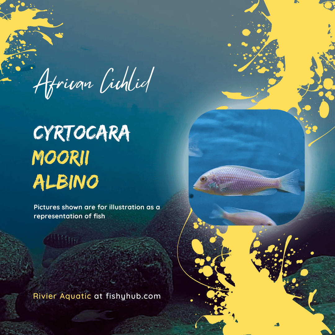 White Dolphin Cichlid (Cyrtocara Moorii Albino)