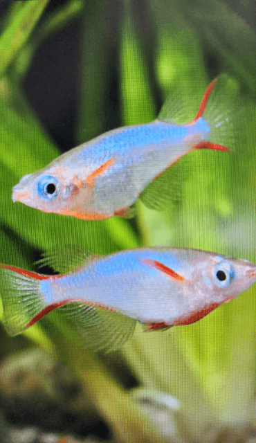 Daisy's rice fish 2cm x 5pc