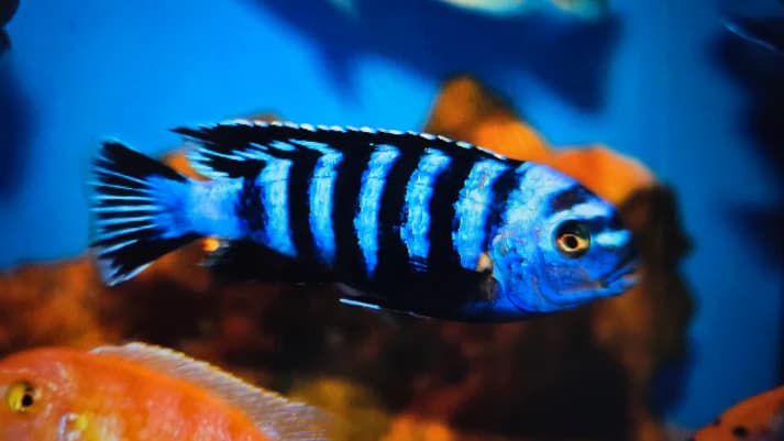 Demasoni cichlid 4-5cm