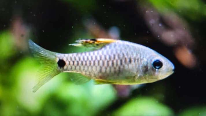 Draped fin barb 2cm