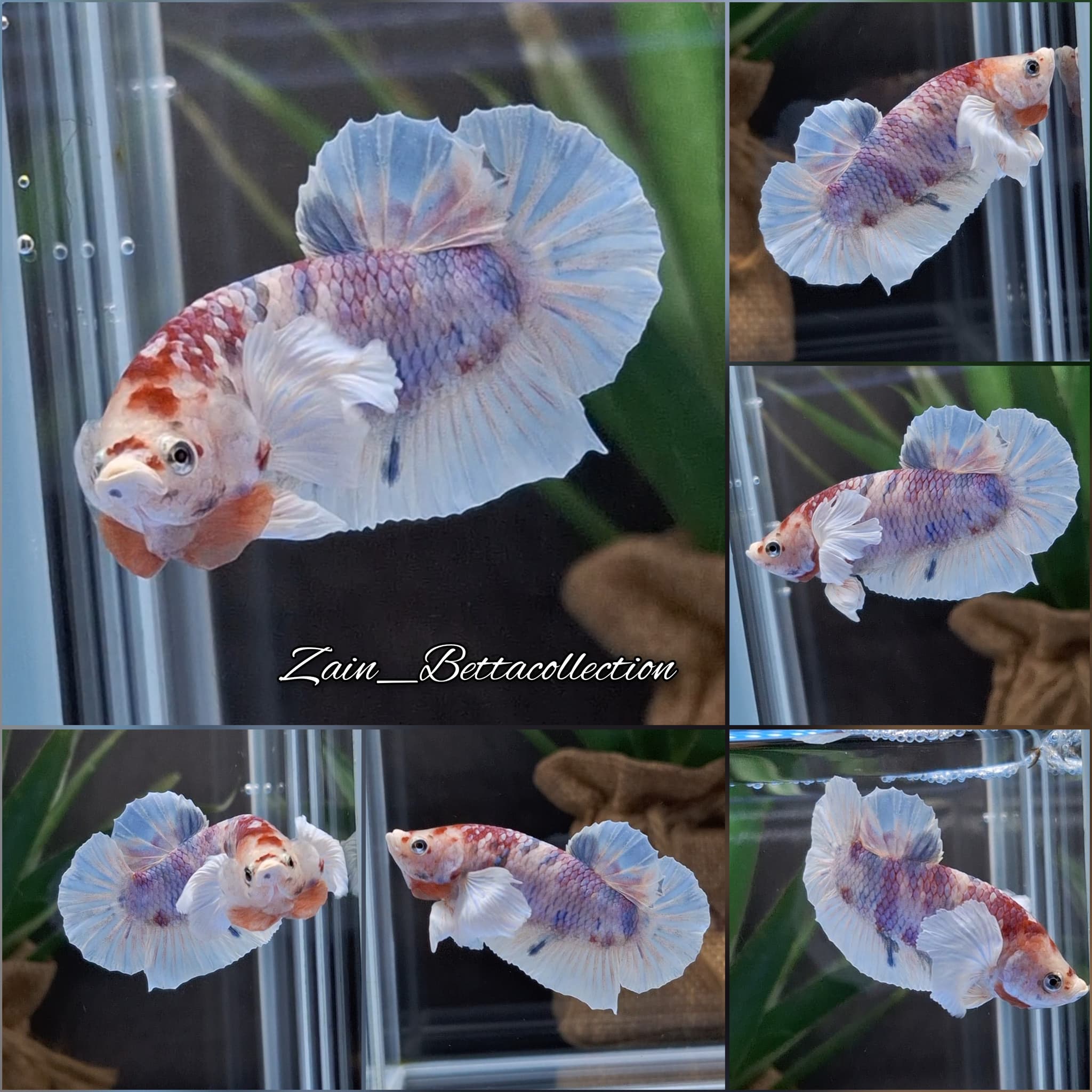 Dumbo Ear Candy Multicolor Betta Fish