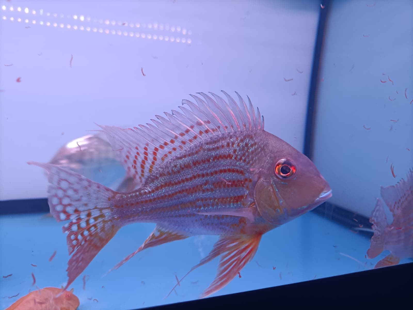 Eartheater Altifron 6inch