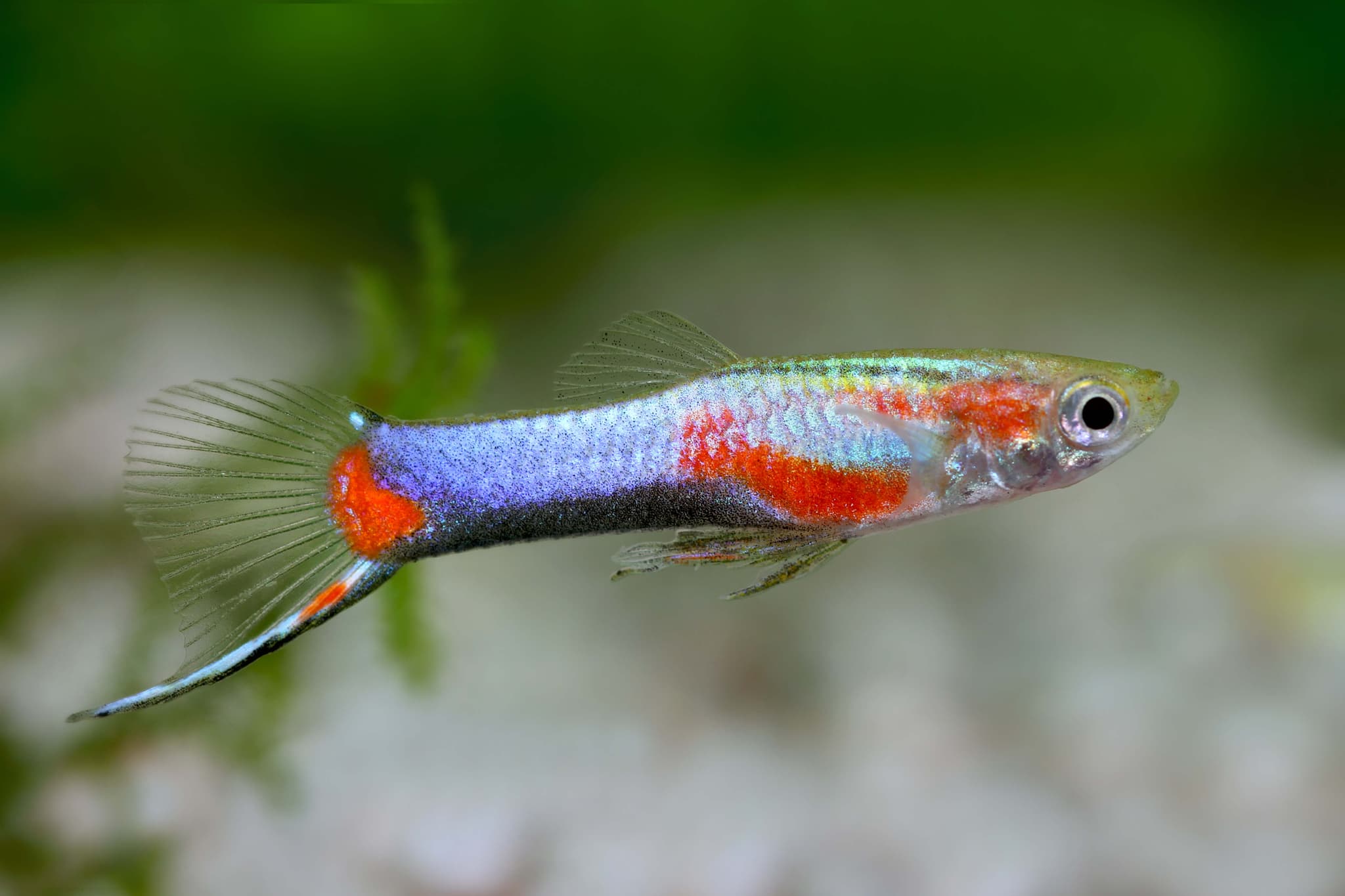 Endler Blue Star Guppy