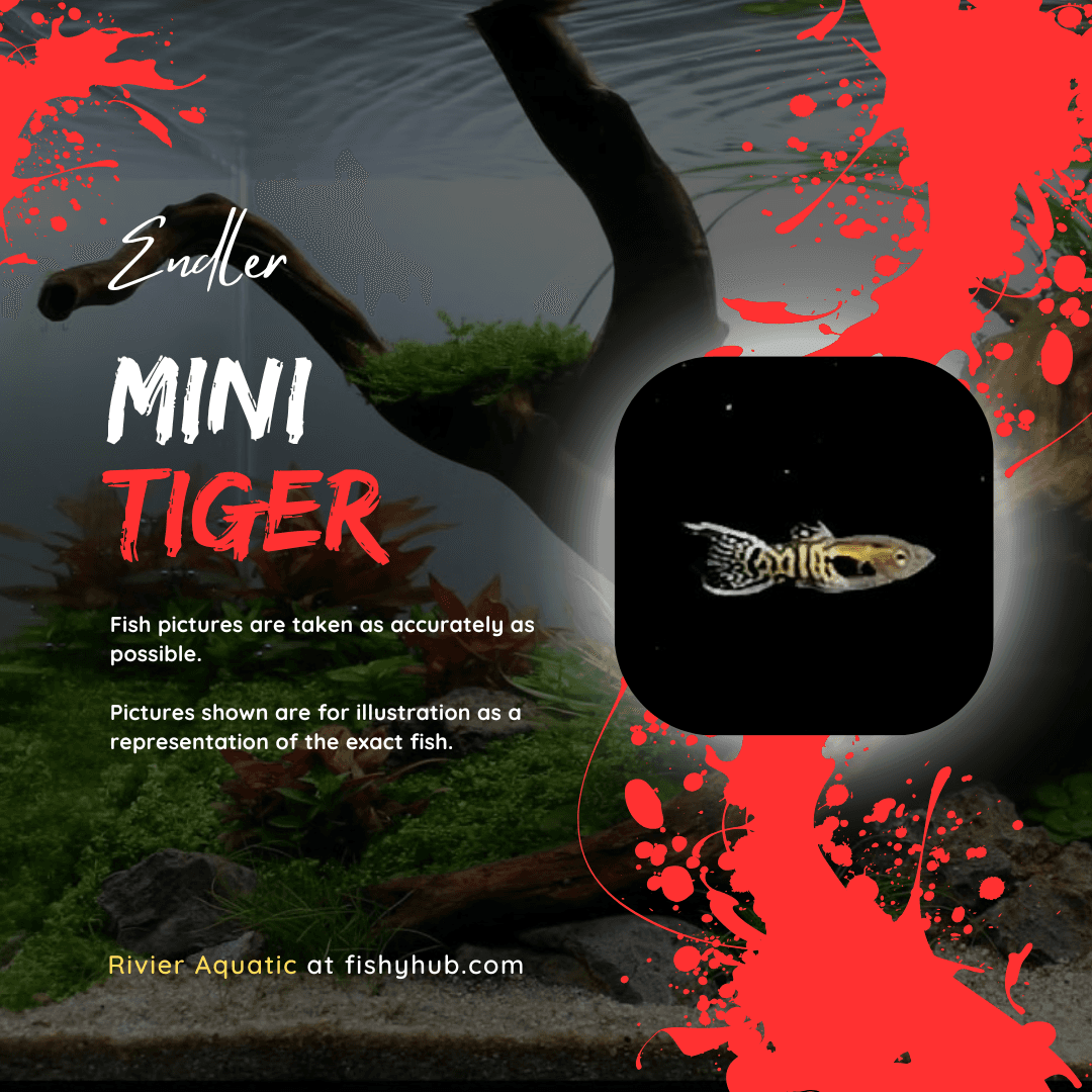 Endler Mini Tiger