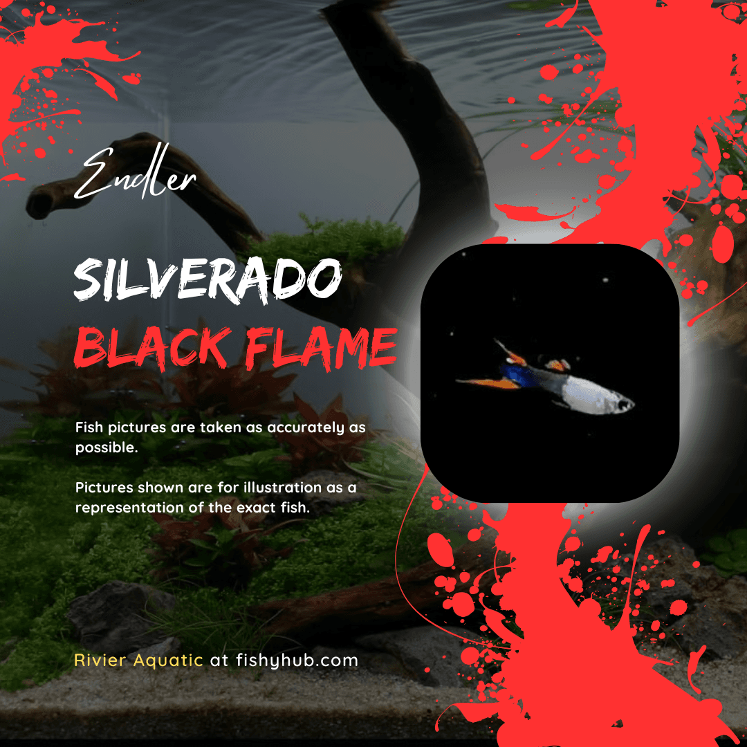 Endler Silverado Black Flame