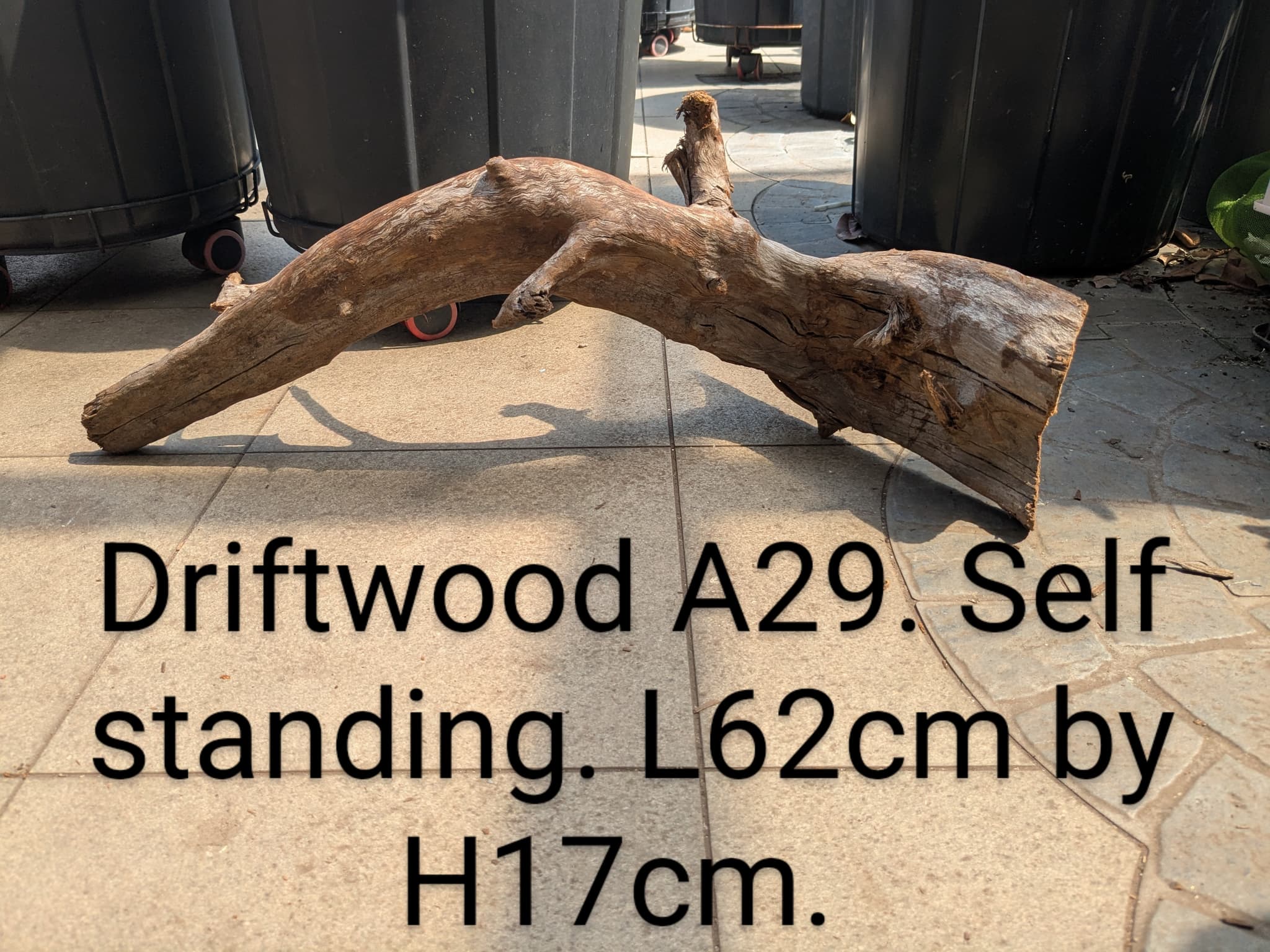Extra large beautiful arch shaped Malayan driftwood