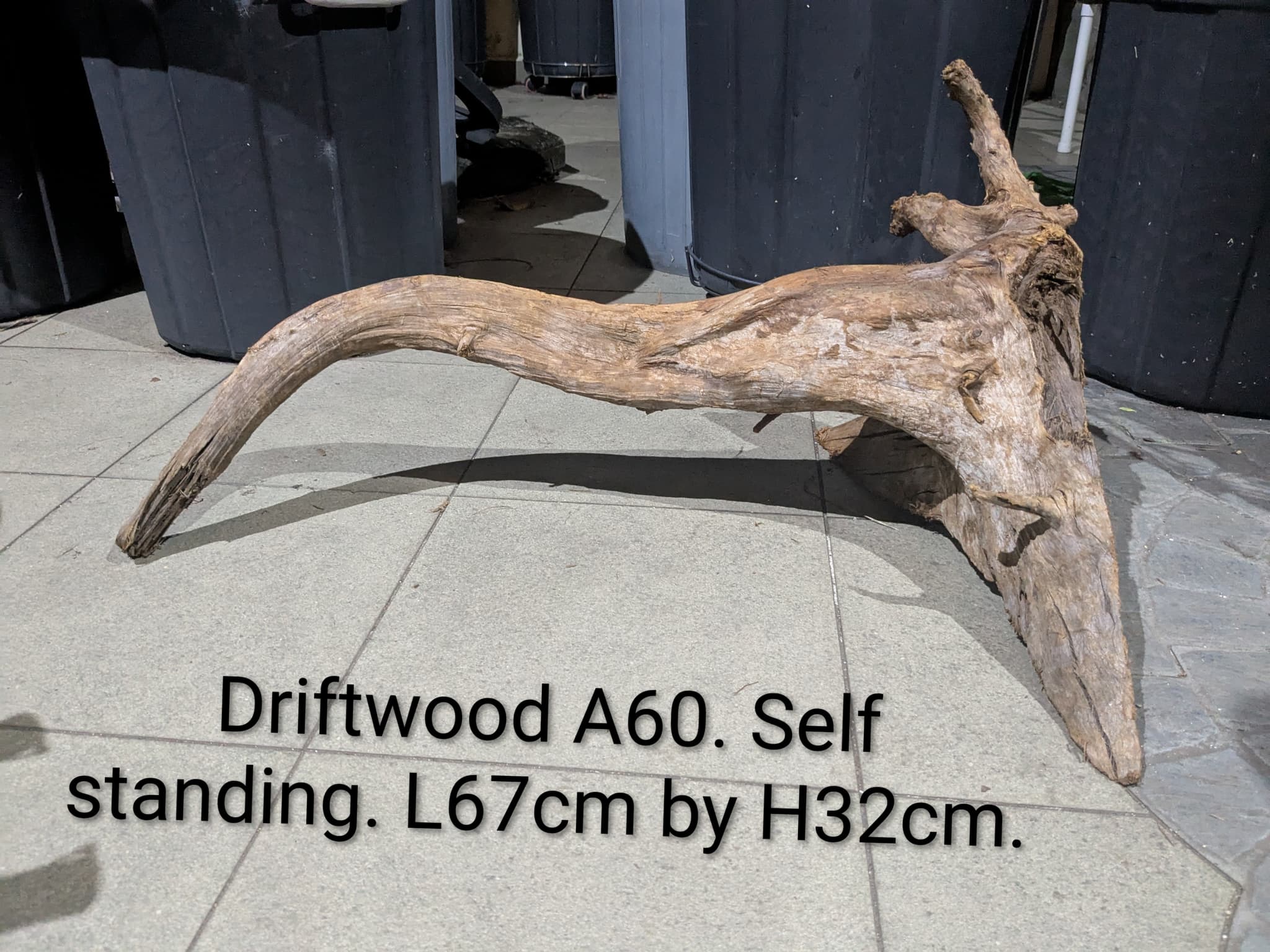 Extra large beautiful arch shaped Malayan driftwood