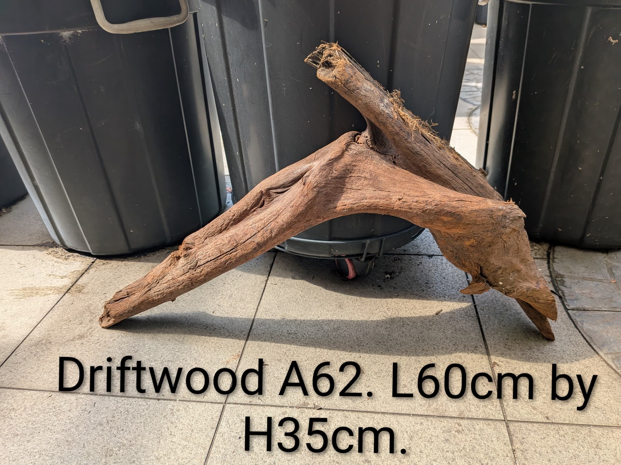 Extra large beautiful arch shaped Malayan driftwood