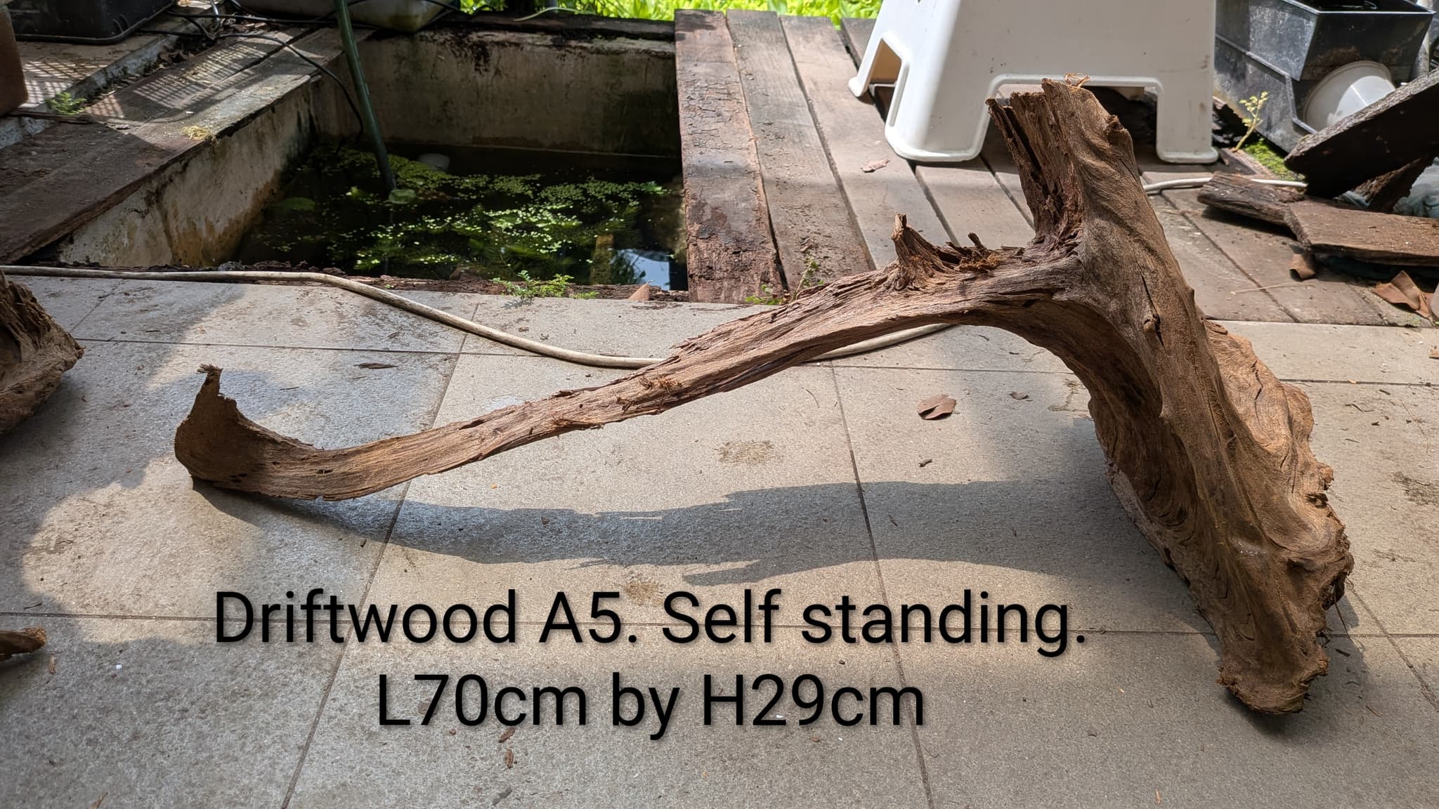 Extra large beautiful arch shaped Malayan driftwood