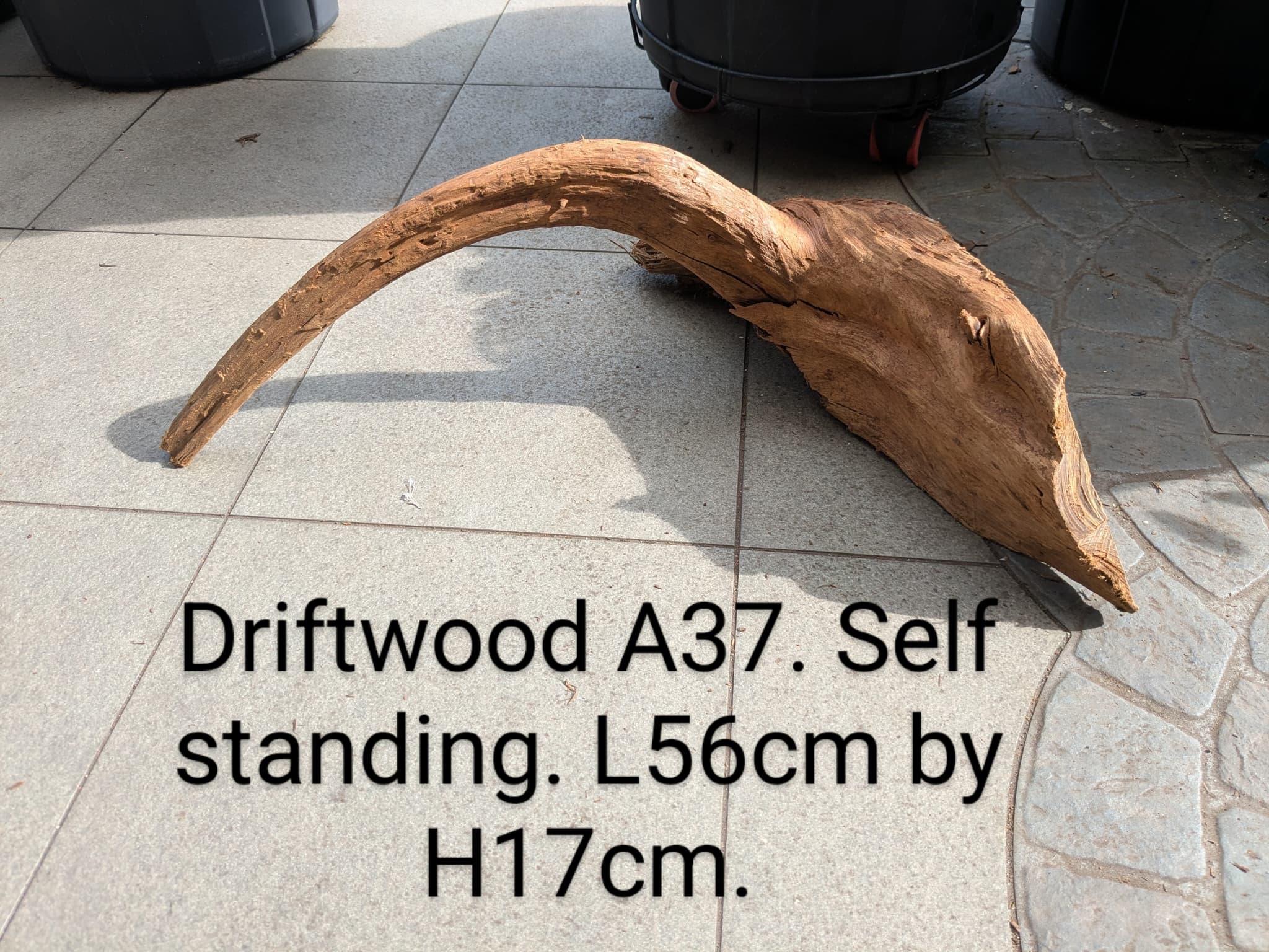 Extra large beautiful low arch shaped Malayan driftwood