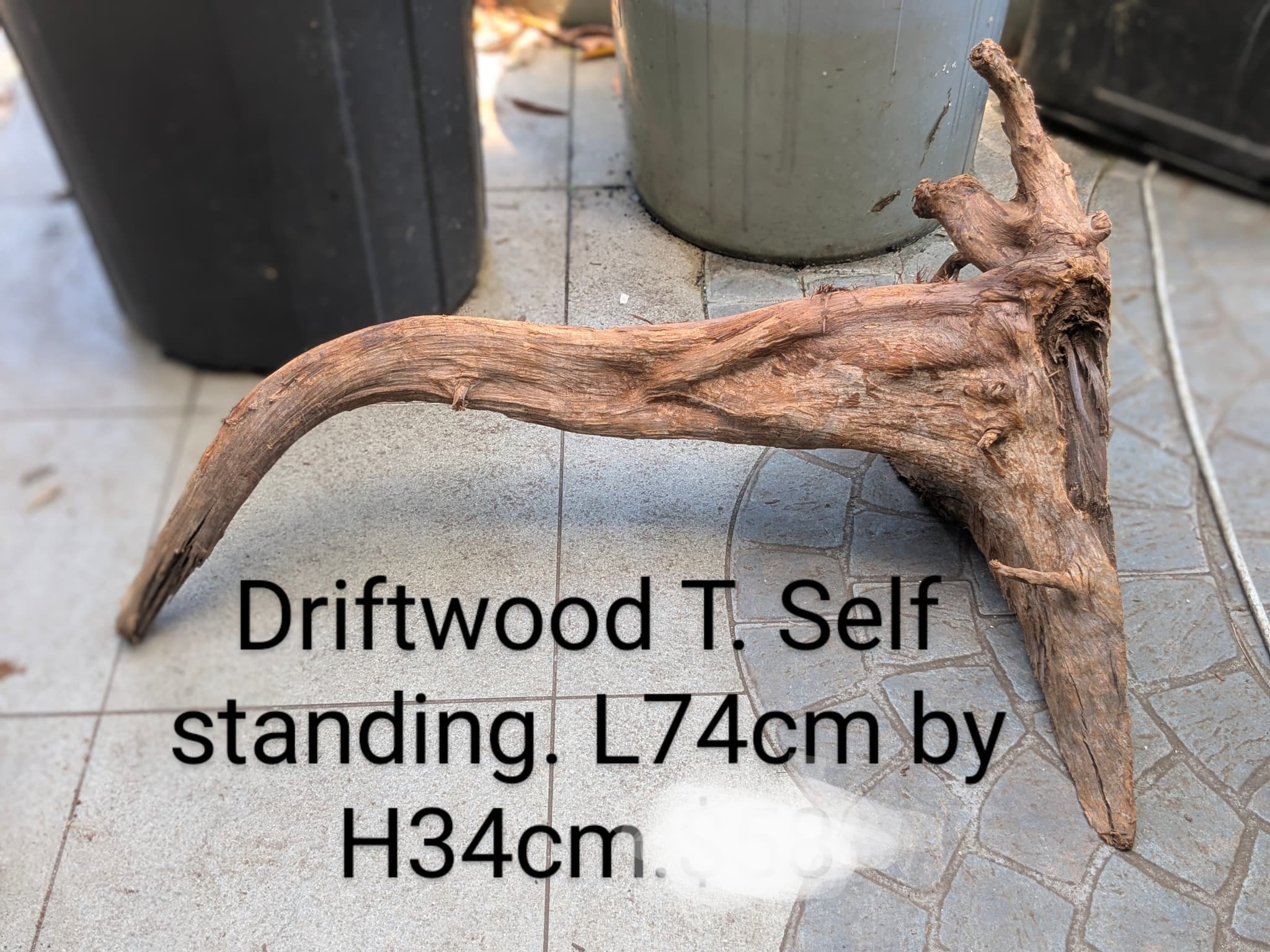 Extra large beautiful shaped Malayan driftwood