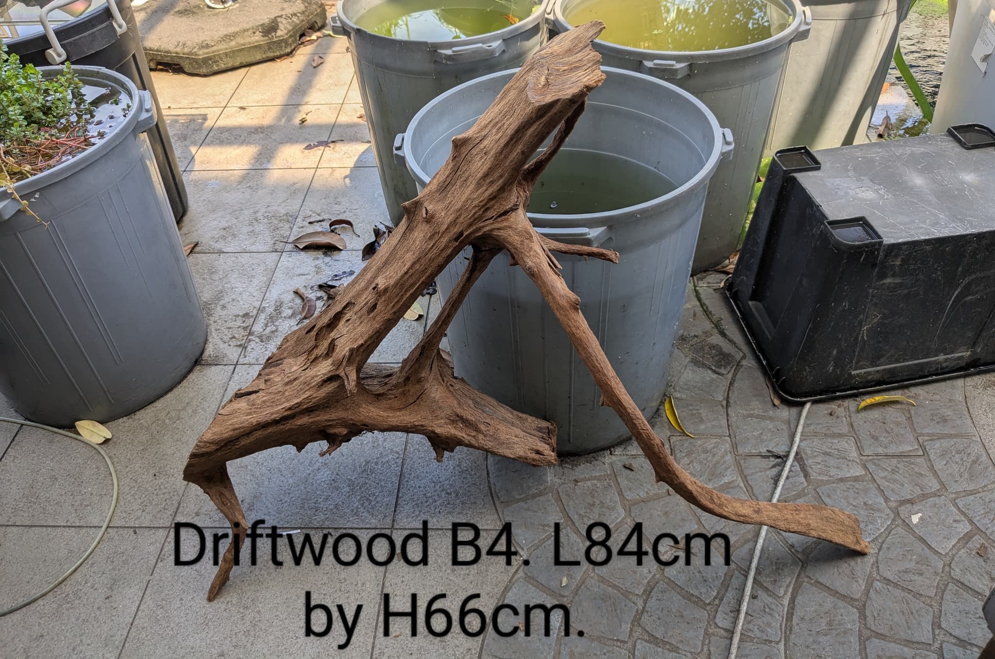 Extra large beautiful shaped Malayan driftwood