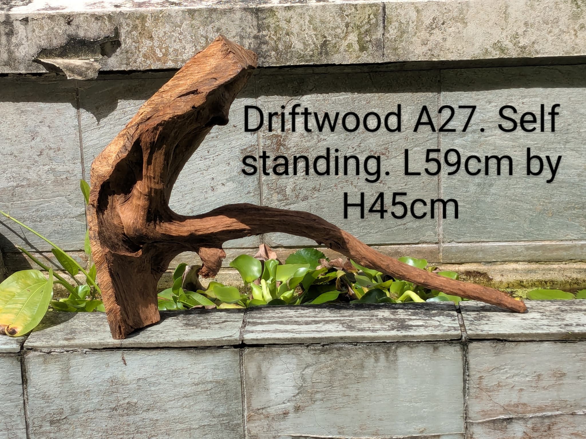 Extra large beautiful shaped Malayan driftwood