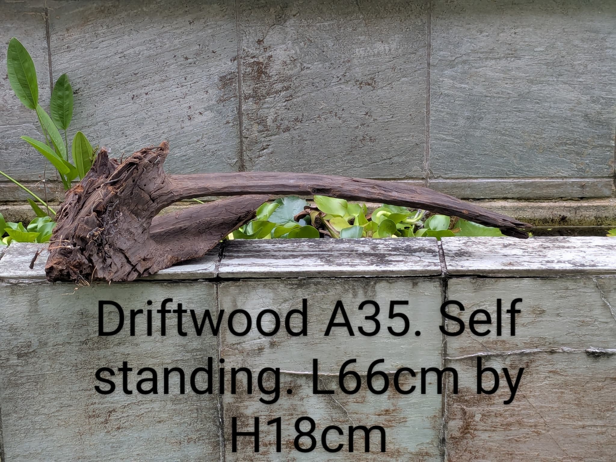 Extra large beautiful shaped Malayan driftwood