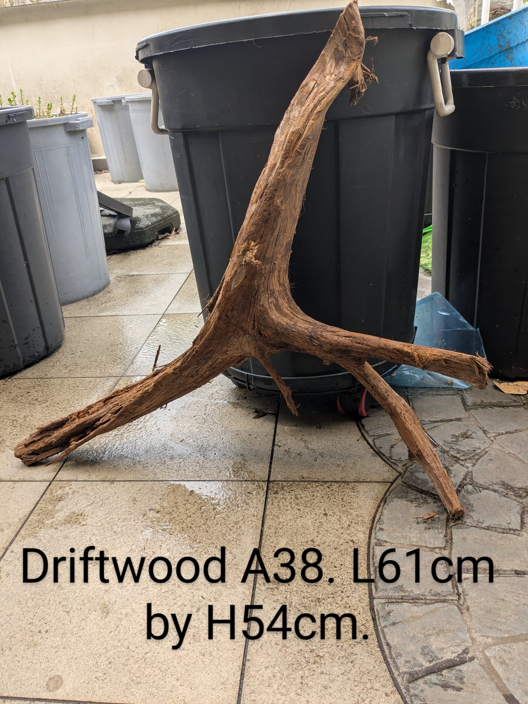 Extra large beautiful shaped Malayan driftwood