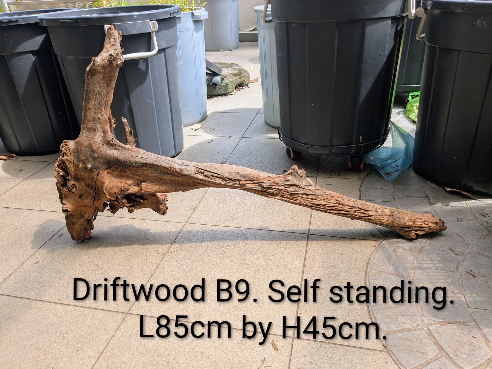 Extra large beautiful shaped Malayan driftwood