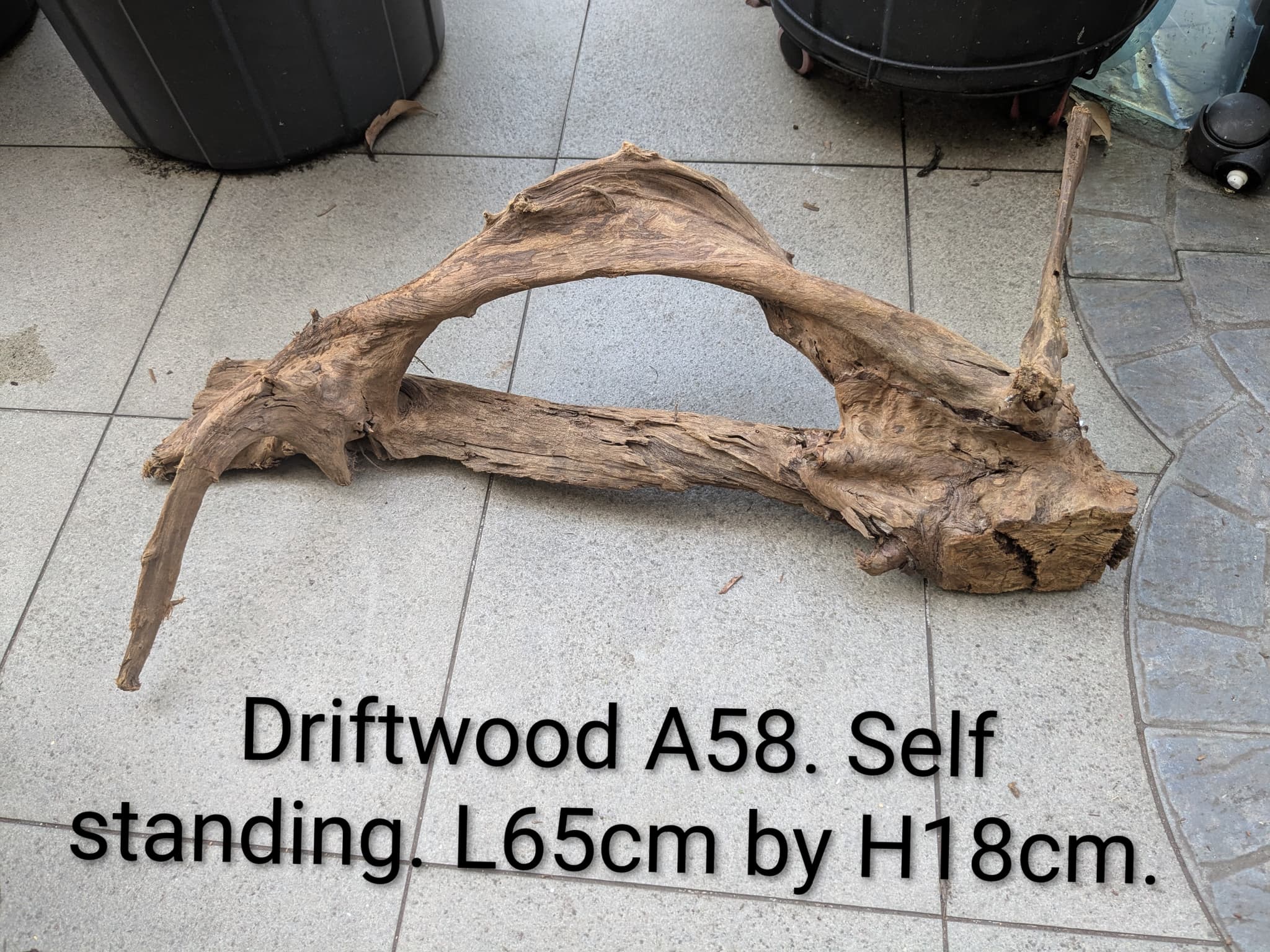 Extra large beautiful shaped Malayan driftwood