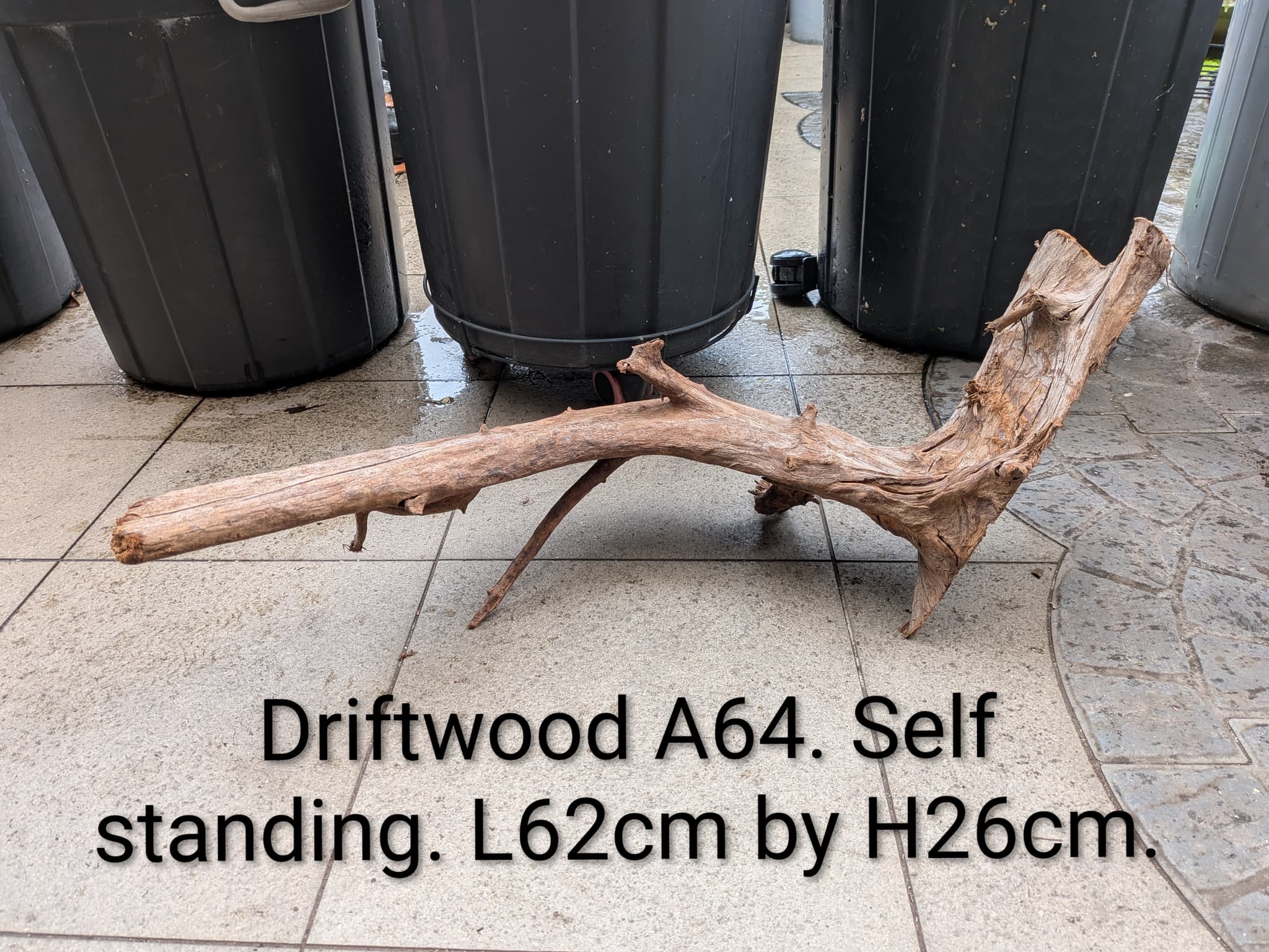 Extra large beautiful shaped Malayan driftwood