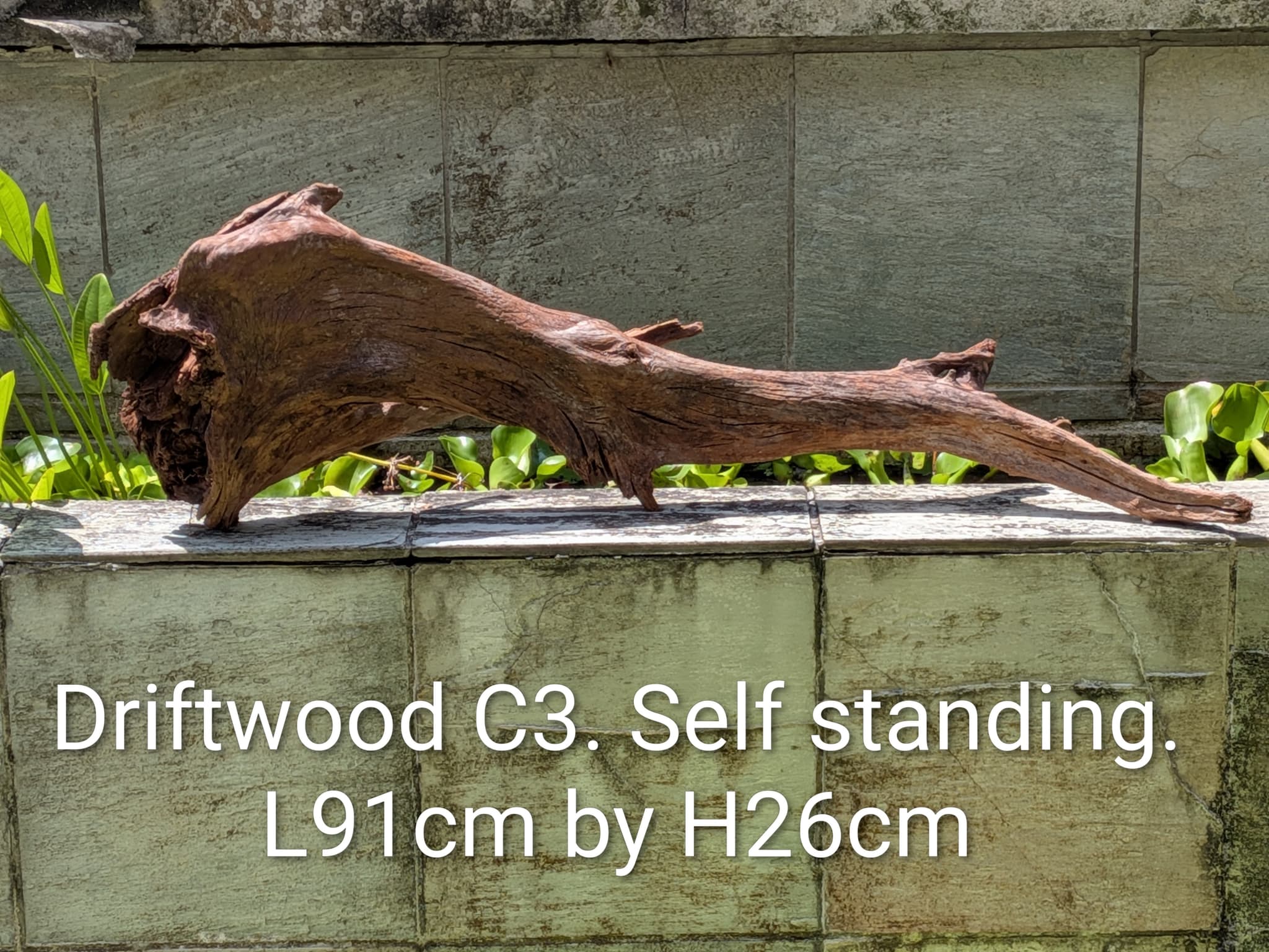 Extra large beautiful shaped Malayan driftwood