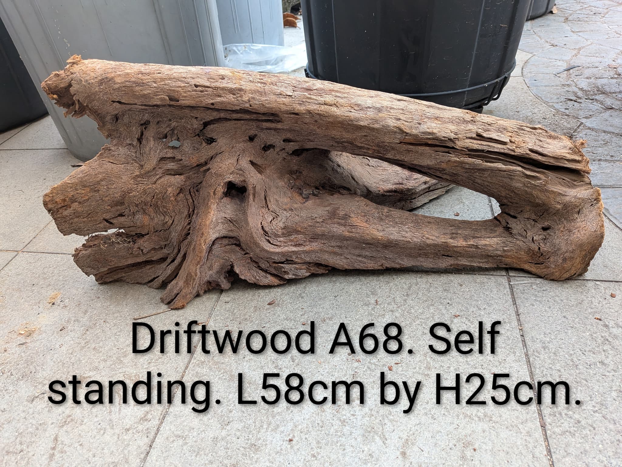 Extra large beautiful shaped Malayan driftwood