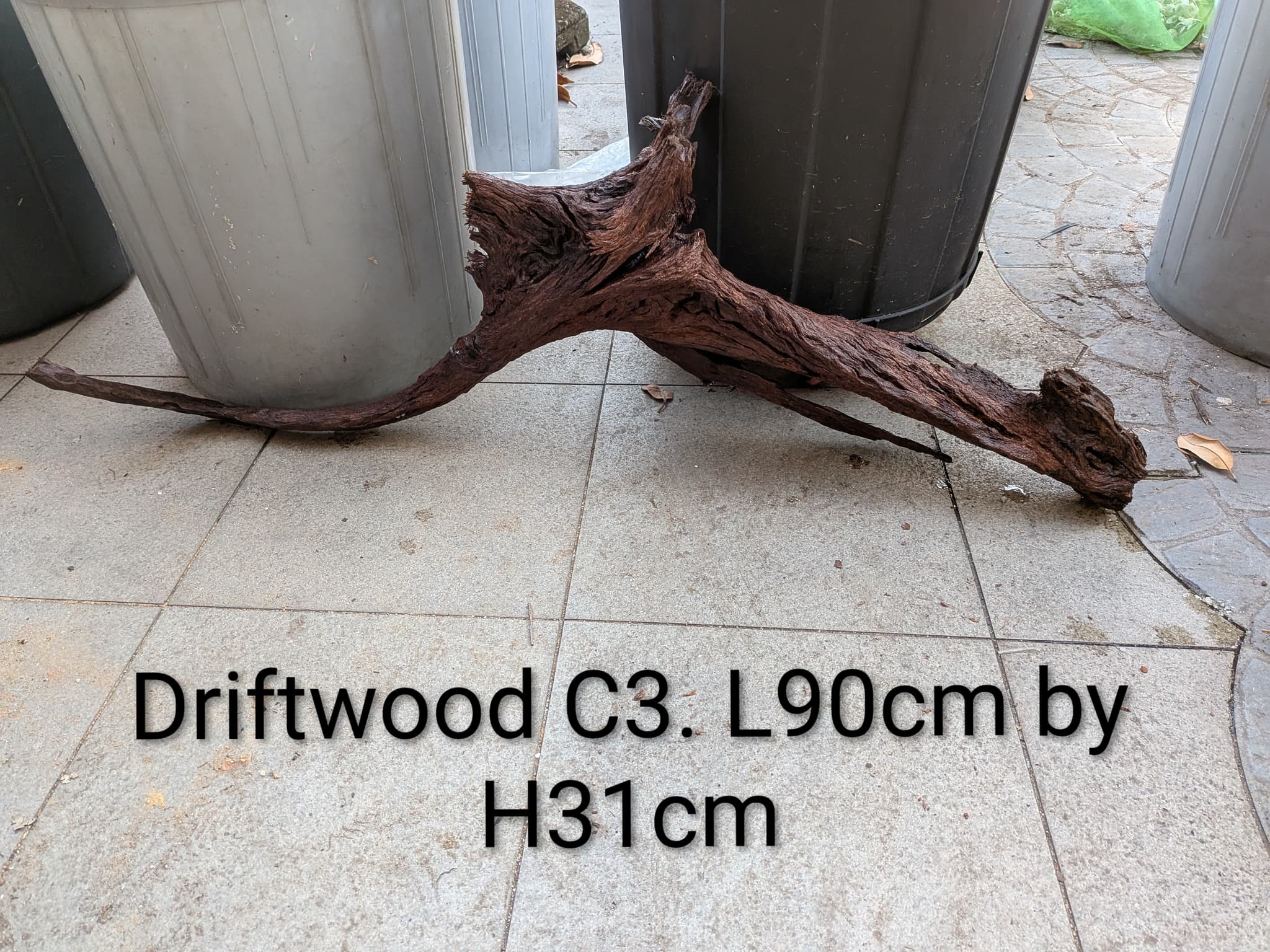 Extra large beautiful shaped Malayan driftwood