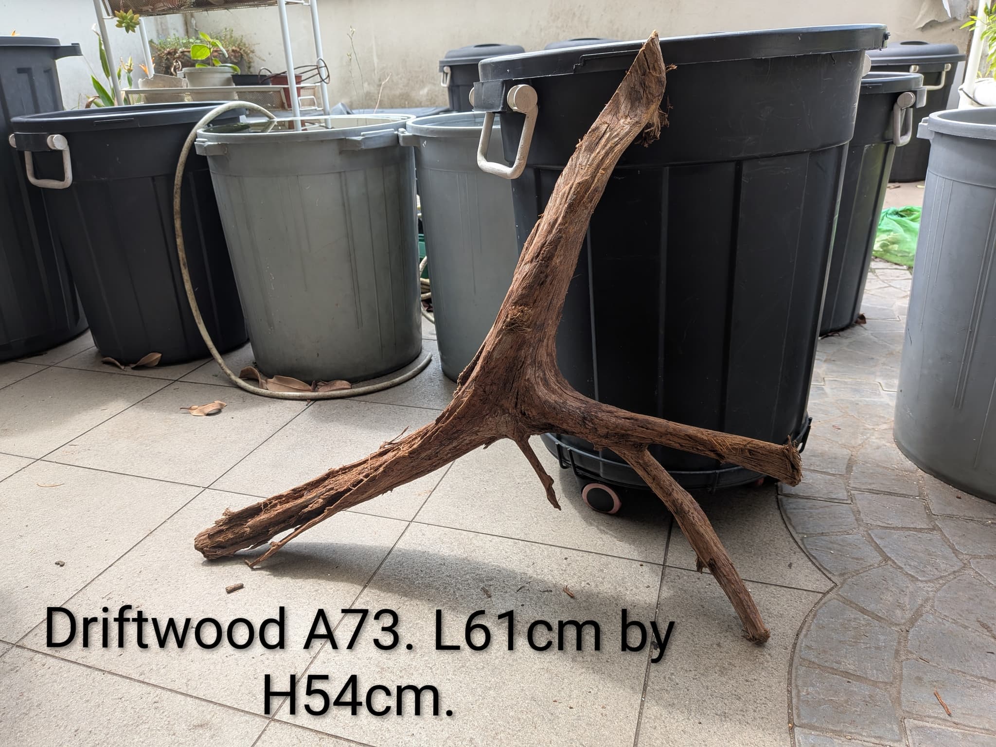 Extra large beautiful shaped Malayan driftwood