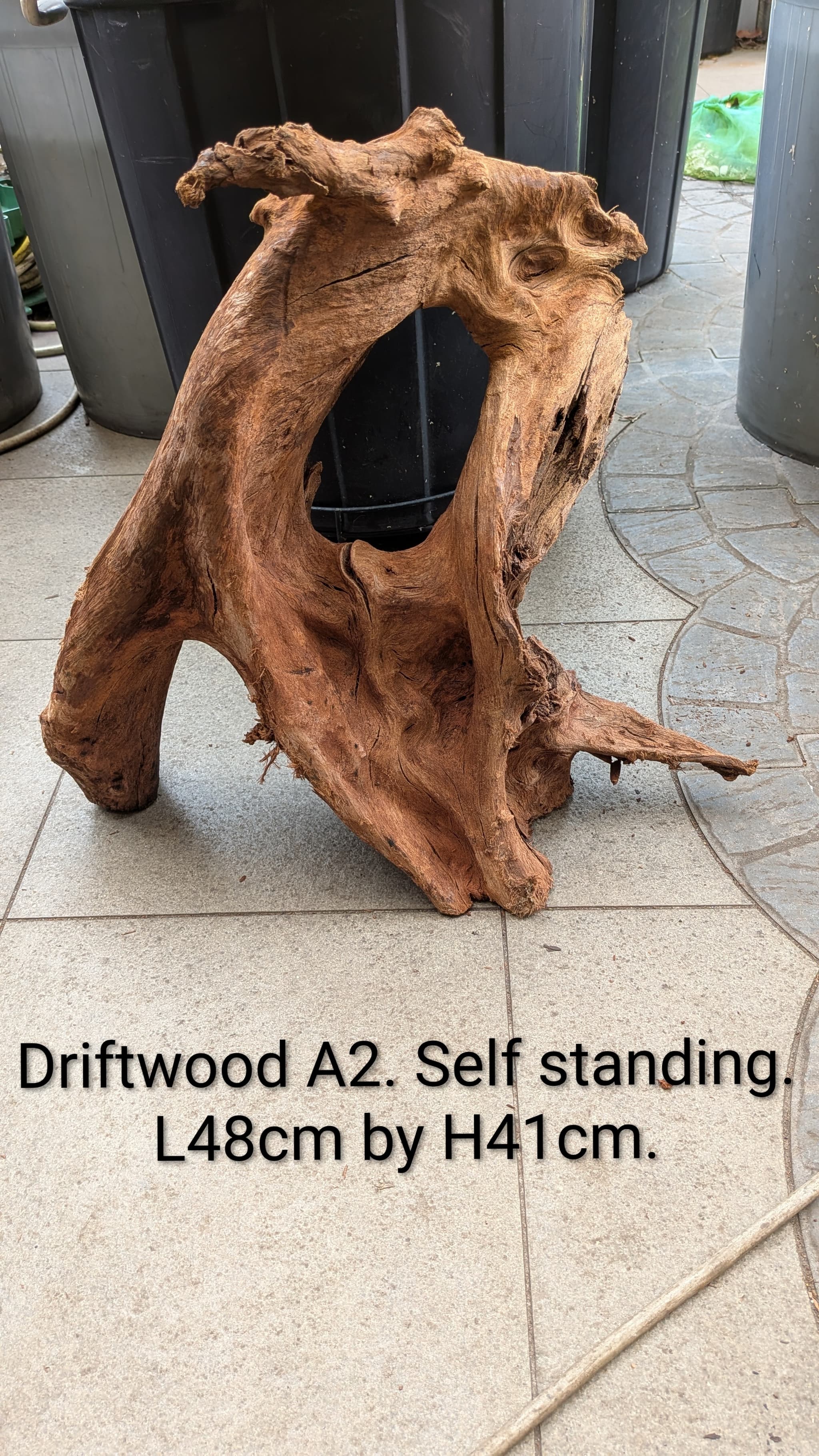 Extra large beautiful shaped Malayan driftwood
