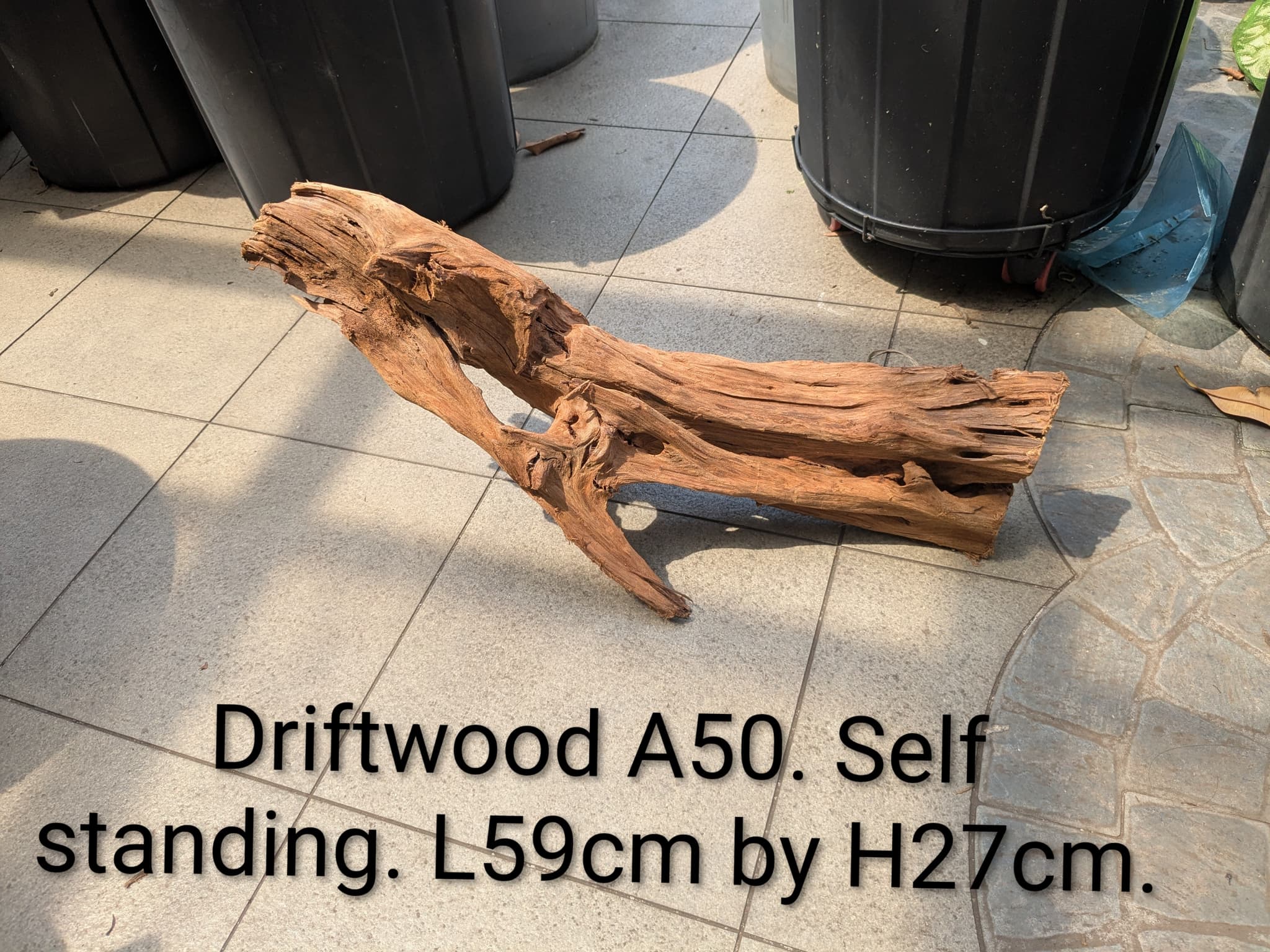 Extra large beautiful shaped driftwood