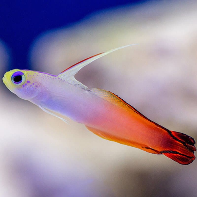 Fire Goby - Africa