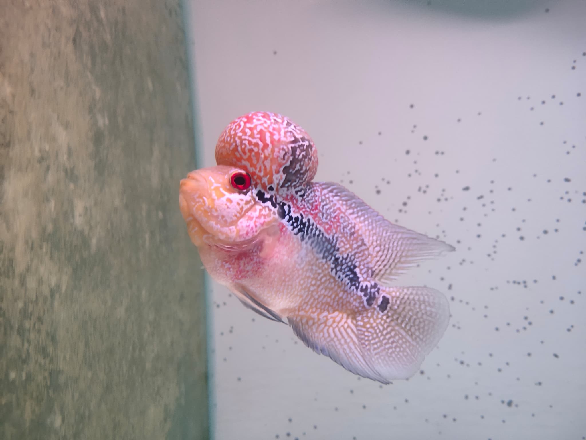 Flowerhorn Indo cencu