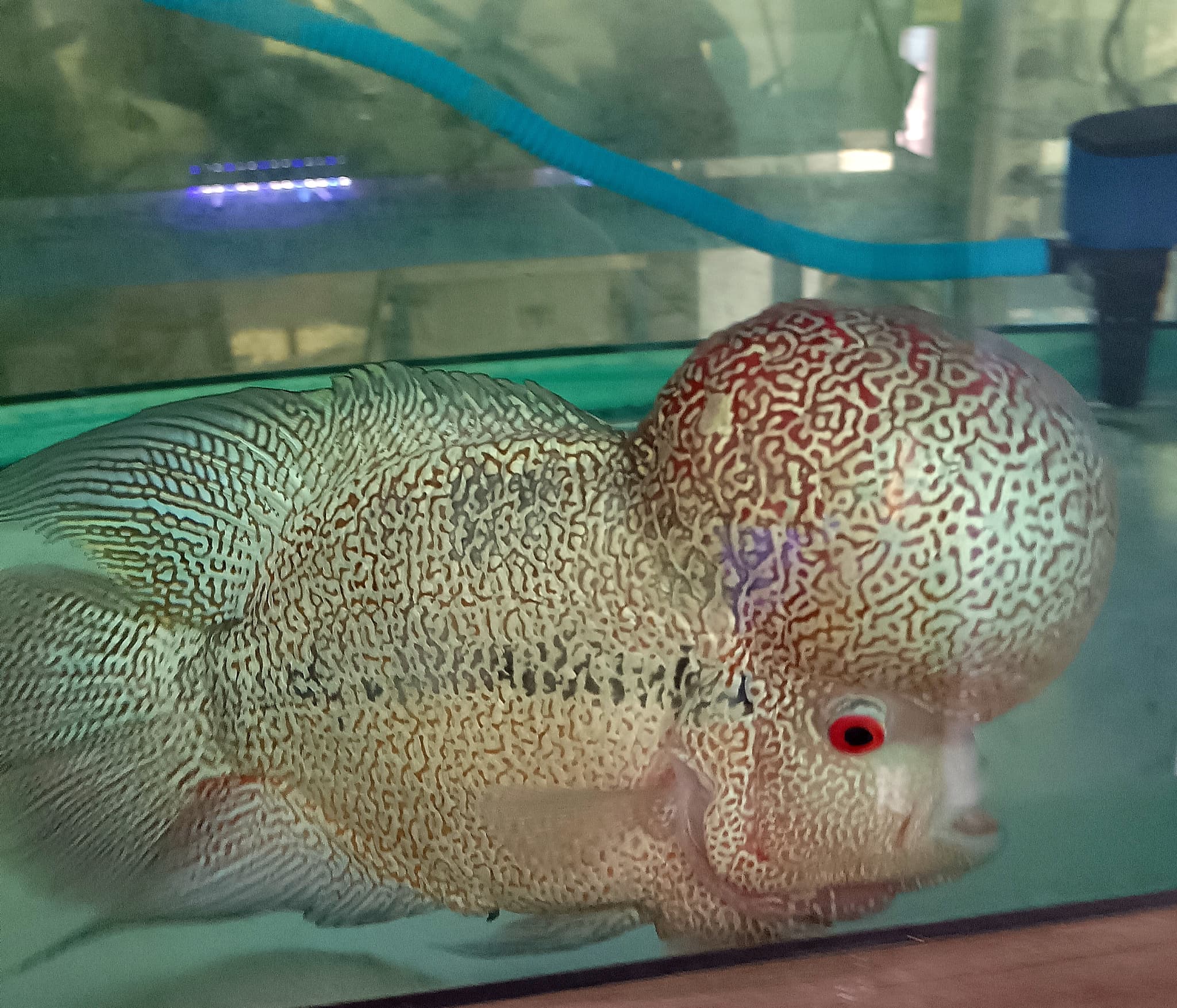 Flowerhorn indo cencu